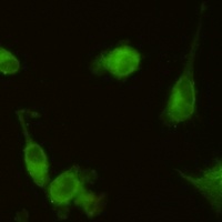 Anti-HO-1 Antibody
