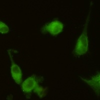 HO-1 antibody