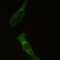 Anti-PKR Antibody