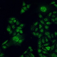 Anti-STAT3 Antibody