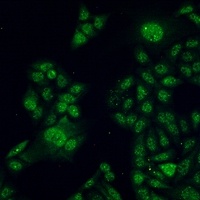 STAT3 antibody