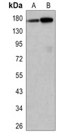 EGFR Antibody
