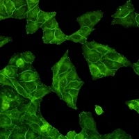 EGFR Antibody