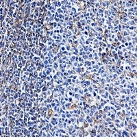 Vimentin Antibody