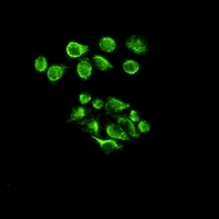 Vimentin Antibody