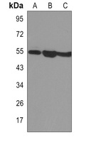 SMAD3 Antibody