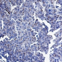 SMAD3 Antibody