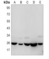 HMGB1 Antibody