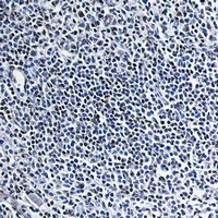 HMGB1 Antibody