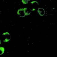 Anti-PI3K p85 alpha Antibody
