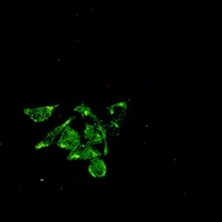 Anti-Caveolin 1 Antibody