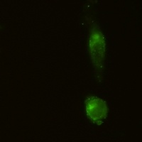 CD91 antibody