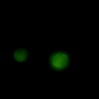 Anti-ERK1/2 Antibody