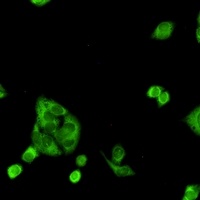 Anti-PGD Antibody