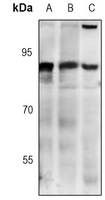 CDC46 Antibody