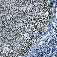 CDC46 Antibody