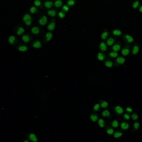 CDC46 Antibody