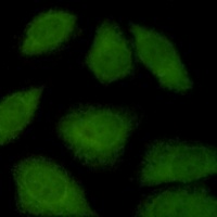 Anti-Importin 9 Antibody