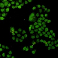 CDK2 Antibody