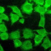 AKT Antibody