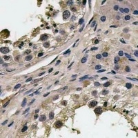 Anti-FAM3A Antibody