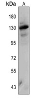 Nesprin 1 Antibody