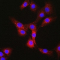 Nesprin 1 antibody