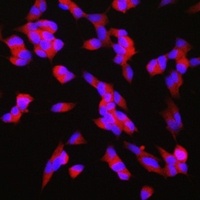 GAP43 antibody