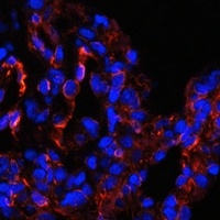 Anti-Caveolin 1 Antibody