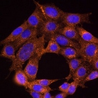 TRAF6 antibody