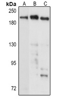 DNMT1 Rabbit Polyclonal Antibody