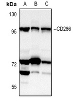 CD286 Rabbit Polyclonal Antibody