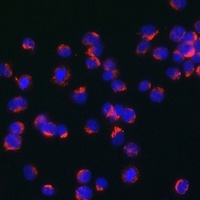 CD286 Rabbit Polyclonal Antibody