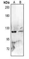 MUC2 Antibody