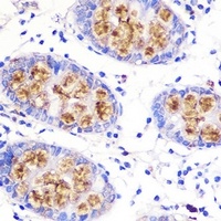 MUC2 Antibody