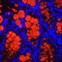MUC2 Antibody