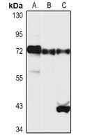 YAP1 Antibody