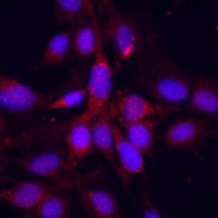 Anti-YAP1 Antibody