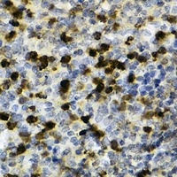 CD11b antibody