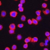 CD11b antibody
