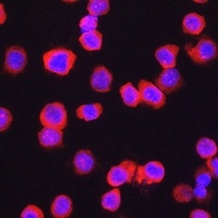 Anti-CD11b Antibody