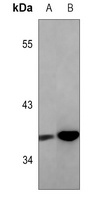 C/EBP alpha Antibody