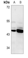 Connexin 45 Rabbit Polyclonal Antibody