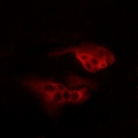 GPR136 Antibody