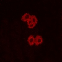 GPR92 antibody