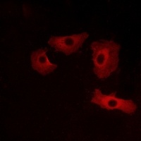 GPR152 antibody