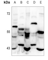 CCR10 Antibody