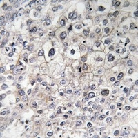 CCR10 Antibody