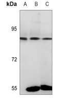 CD49c HC Rabbit Polyclonal Antibody
