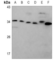 Caspase 2 Antibody
